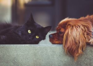 Taking Care of Your HVAC When You Have Pets 